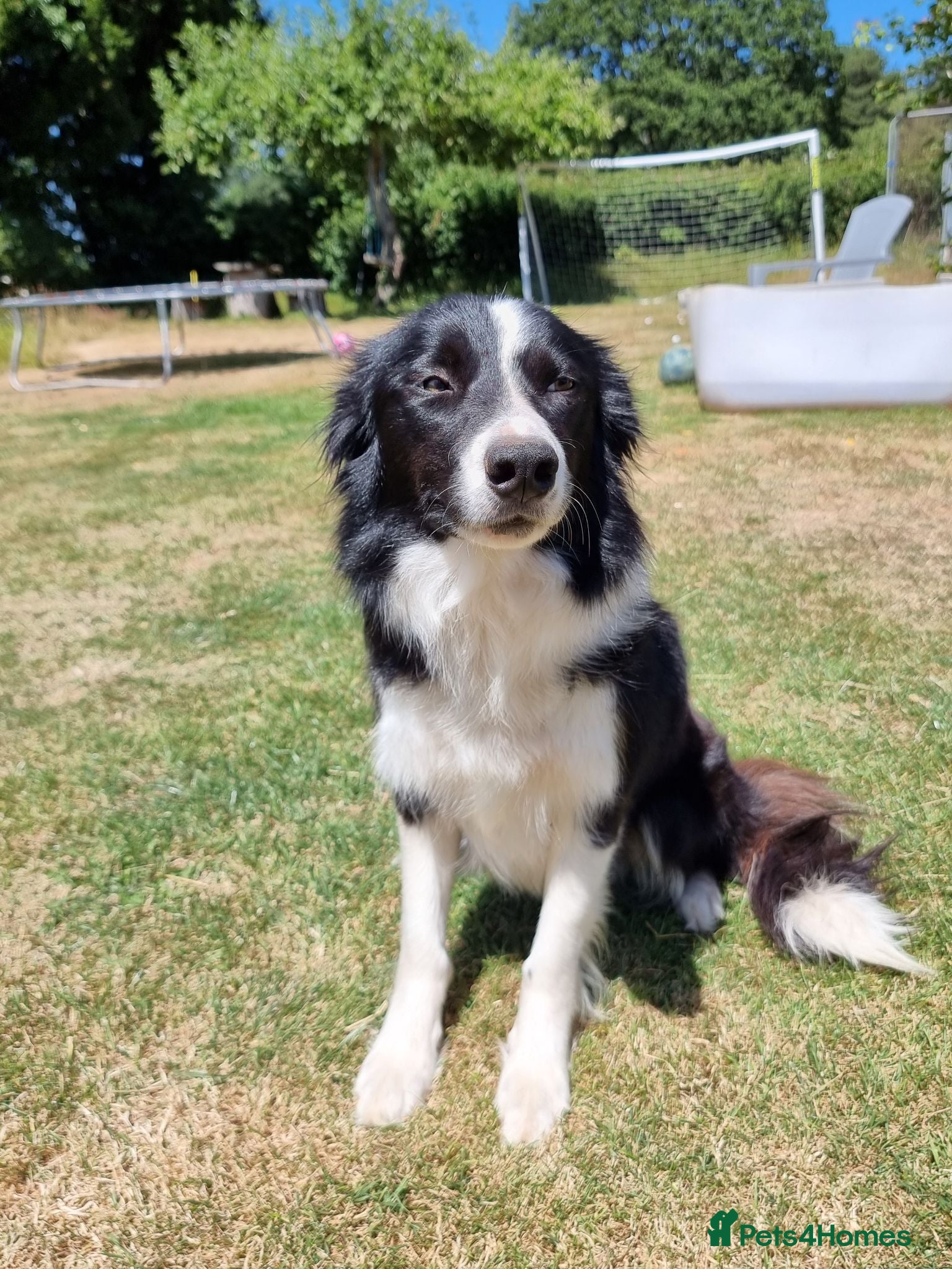 Border Collie dogs Border collie for sale - Advert 3
