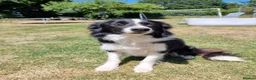Border Collie dogs for sale: Border collie for sale - Advert 1