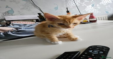 Maine Coon cats - Advert 15