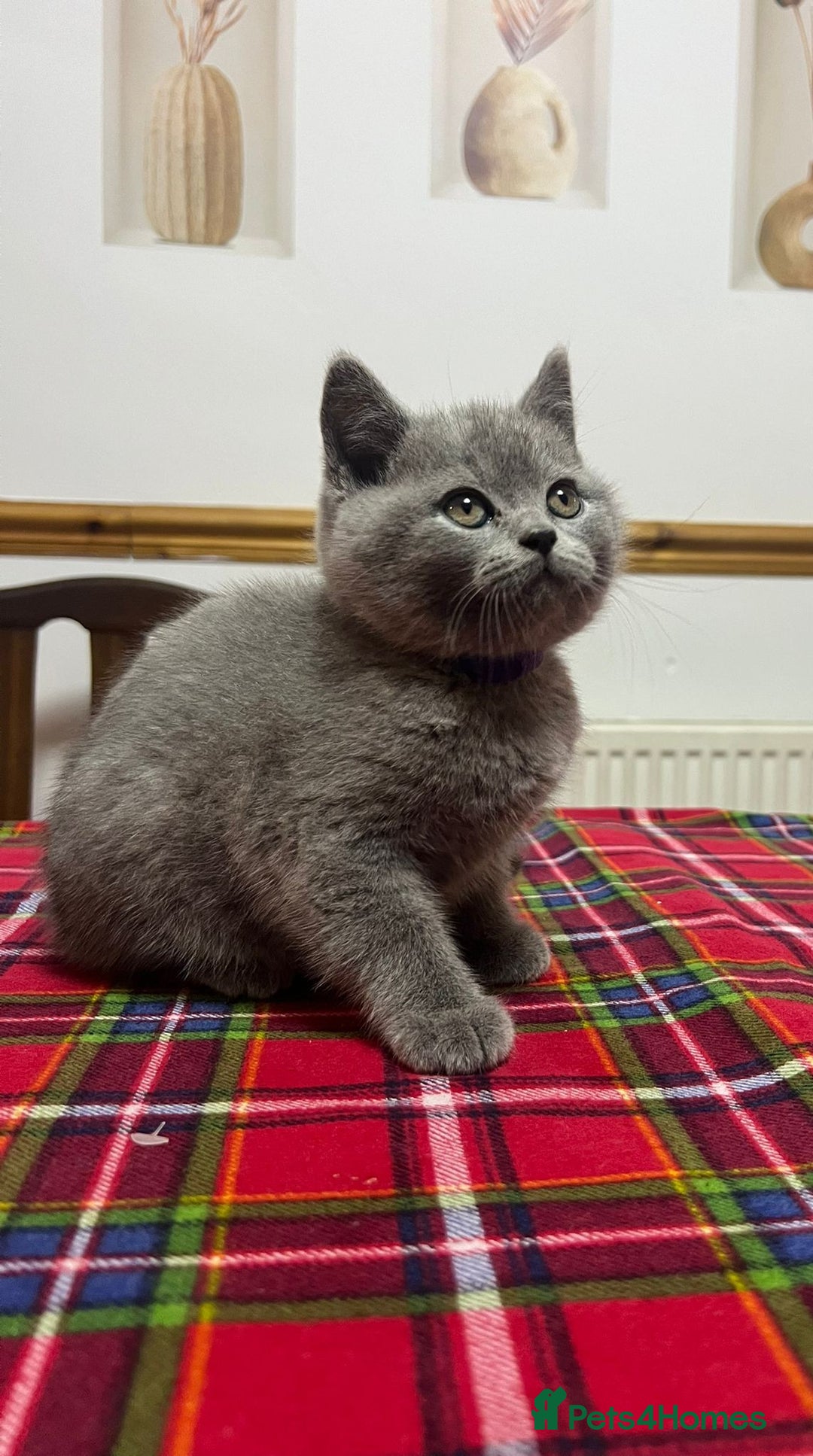 British Shorthair cats for sale: !!! Pure Blood Champions Pedigree BSH Kittens!!! - Advert 5