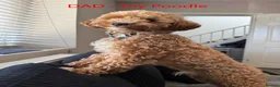 Cockapoo dogs for sale: Toy Poodle x Cockerpoo Puppies - Advert 9