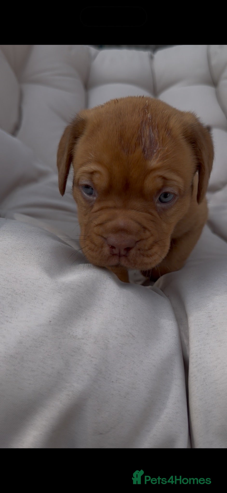 Dogue De Bordeaux dogs Stunning litter of dogue de Bordeaux - Advert 2
