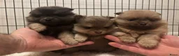 Pomeranian dogs for sale: Last Lilac KC Pomeranian Puppy  - Advert 6