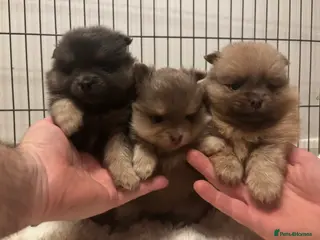 Pomeranian dogs Stunning Blue and Lilac KC Pomeranian - Advert 18