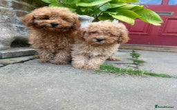 Toy Poodle dogs for sale: Top Quality KC Reg Red/Apricot Toy Poodles - Image 7