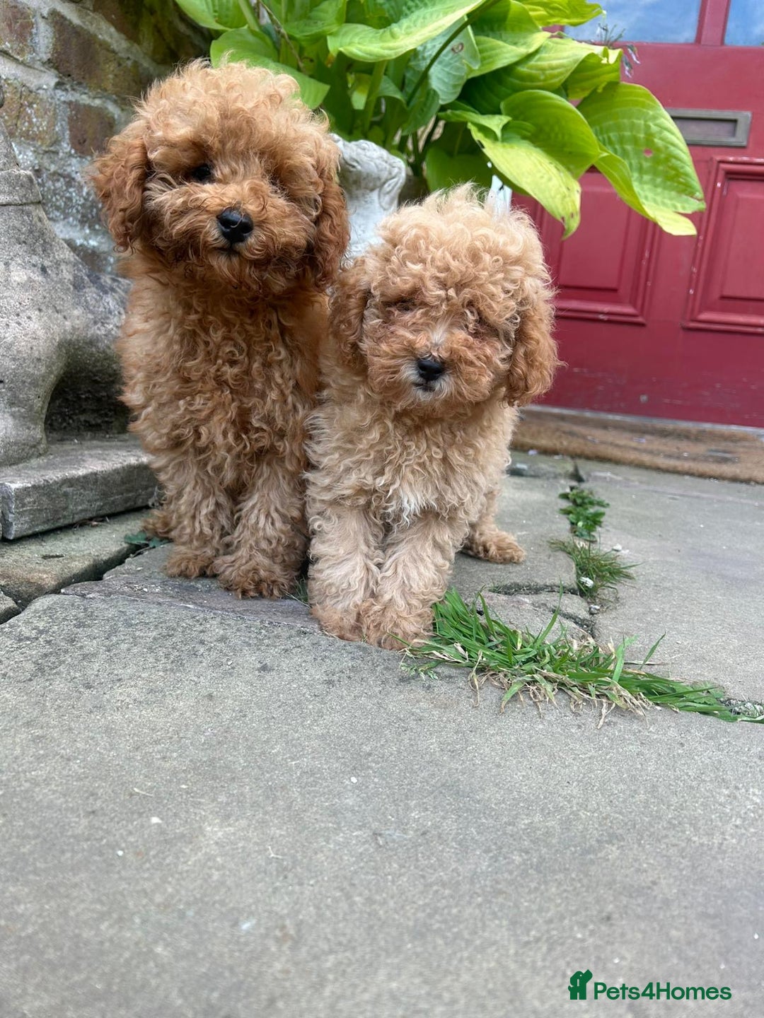 Toy Poodle dogs for sale: Top Quality KC Reg Red/Apricot Toy Poodles - Image 7