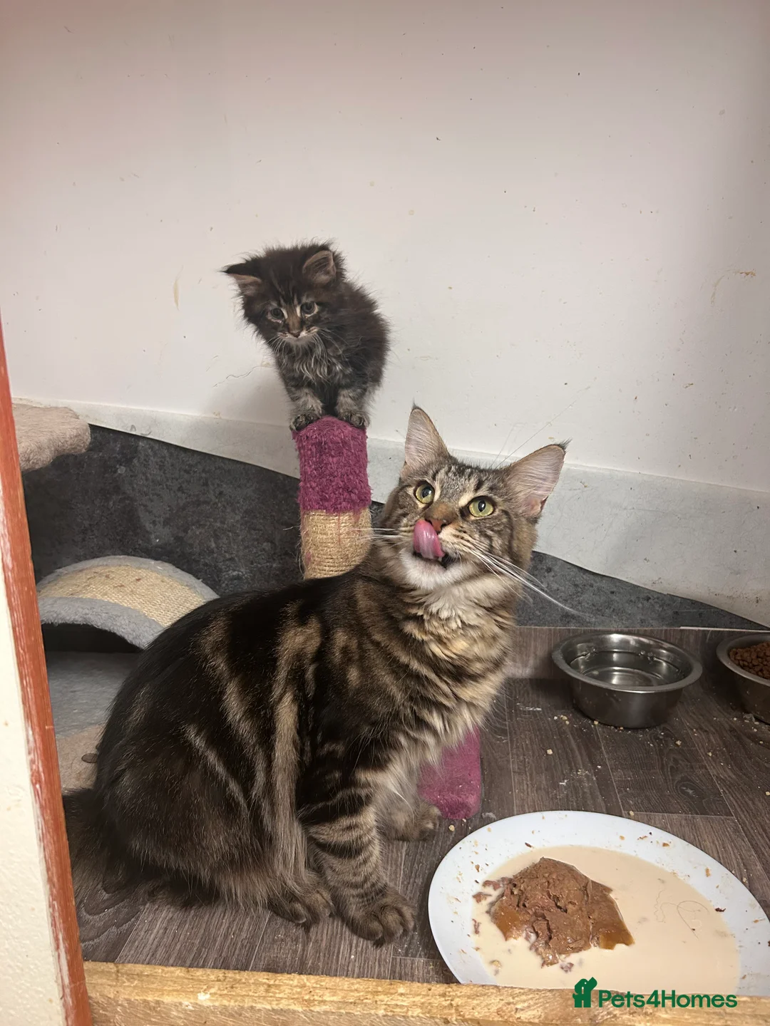 Maine Coon cats for sale: Maine coon boys - Advert 16