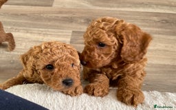 Miniature Poodle dogs for sale: 1 reserved 2 remaining ready 15th October  - Image 16