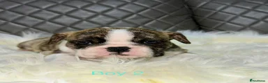 English Bulldog Puppy 2