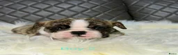 English Bulldog dogs for sale: KC registered English Bulldog Puppies  in Exeter - Advert 3