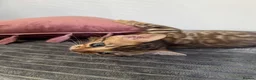 Bengal cats for sale: 💕Rosetted bengal kittens 💕 - Advert 32
