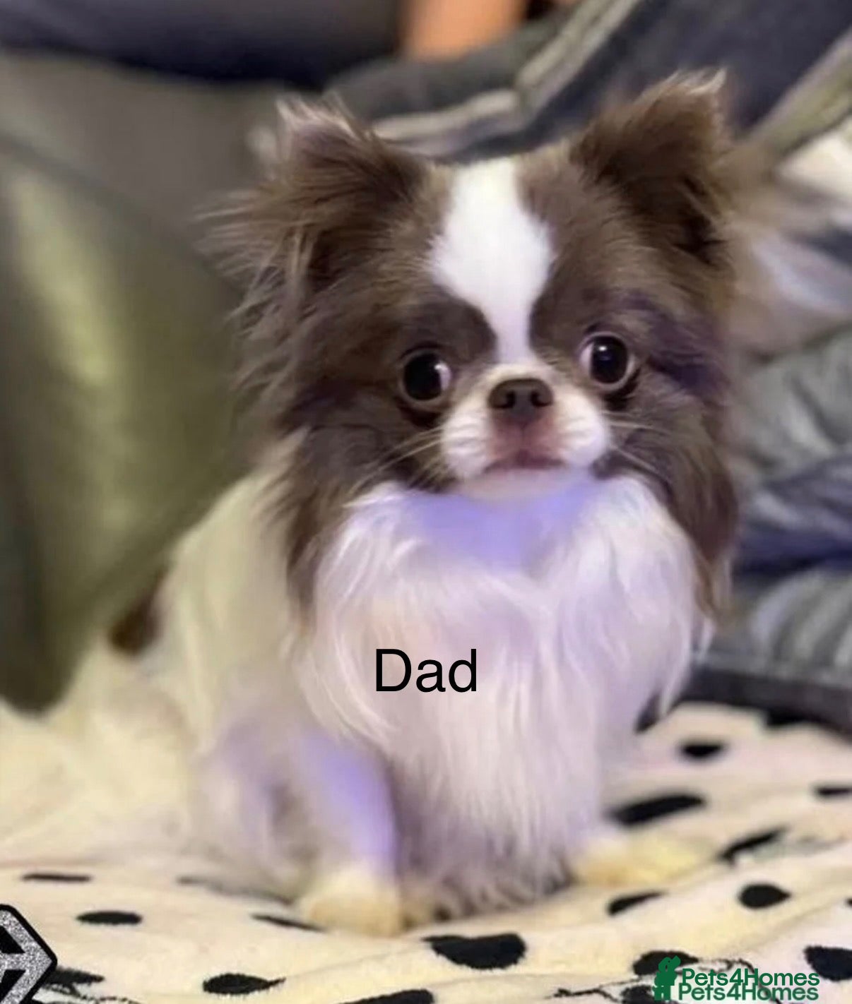 Chihuahua dogs KC REG, DNA HEALTH TESTED, TINY, VERY RARE 🐶😍 - Advert 2