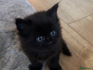 Maine Coon cats Maine coon x BSH babies 3 left! - Advert 8