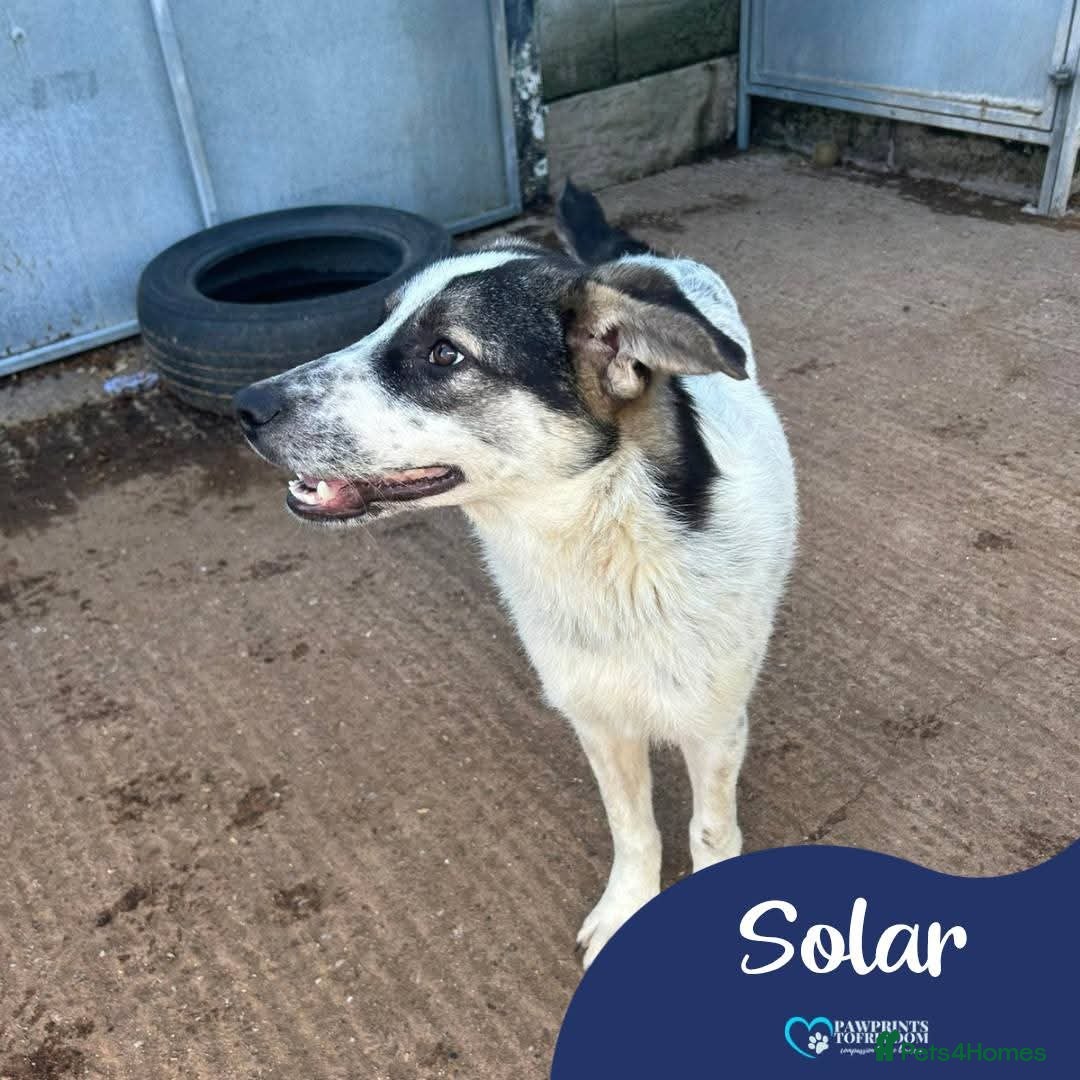 Mixed Breed dogs Meet Solar, currently residing in Cheshire  - Advert 1