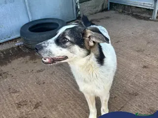 Mixed Breed dogs Meet Solar, currently residing in Cheshire - Advert 1