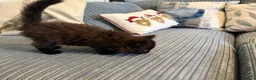 Ragdoll cats for sale: Gorgeous male brown ragdoll cross kitten for sale - Advert 15