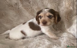 Cocker Spaniel dogs for sale: Adorable Show cocker spaniel puppies - Image 8