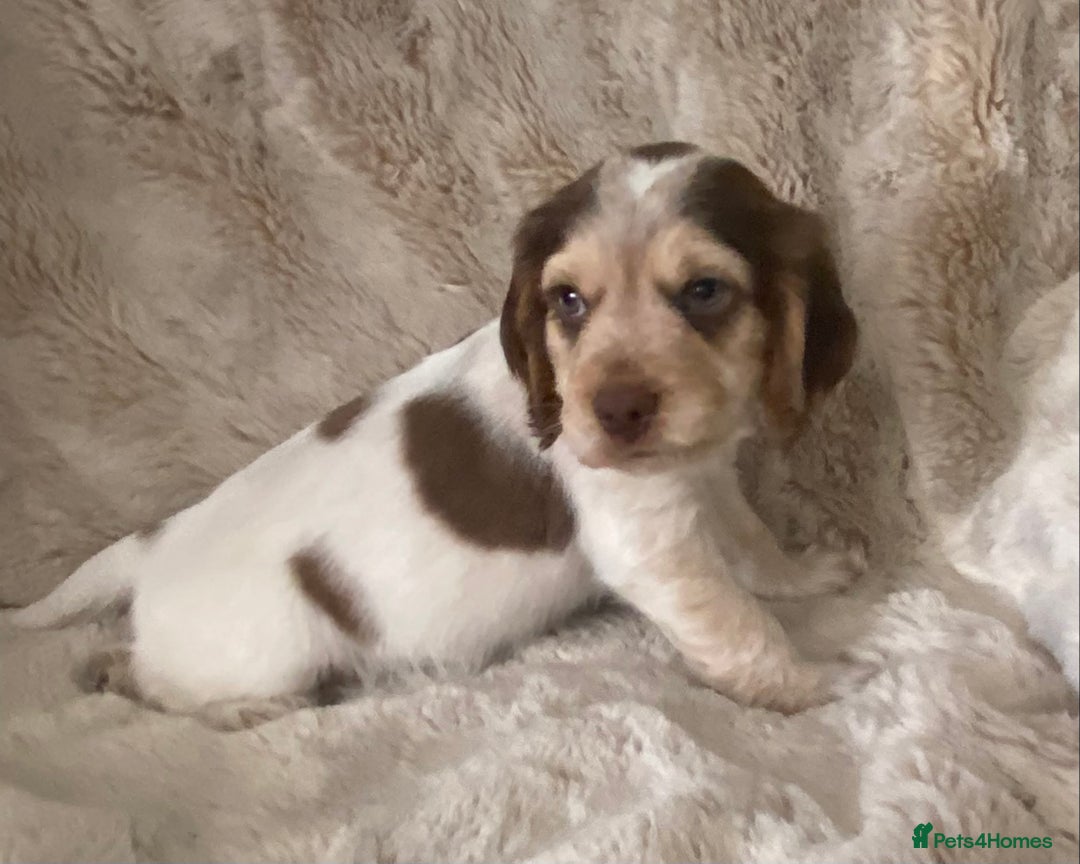 Cocker Spaniel dogs for sale: Adorable Show cocker spaniel puppies - Image 8