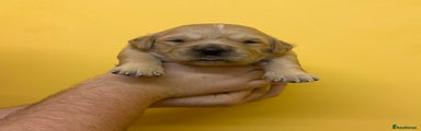 Golden Retriever Puppy 5