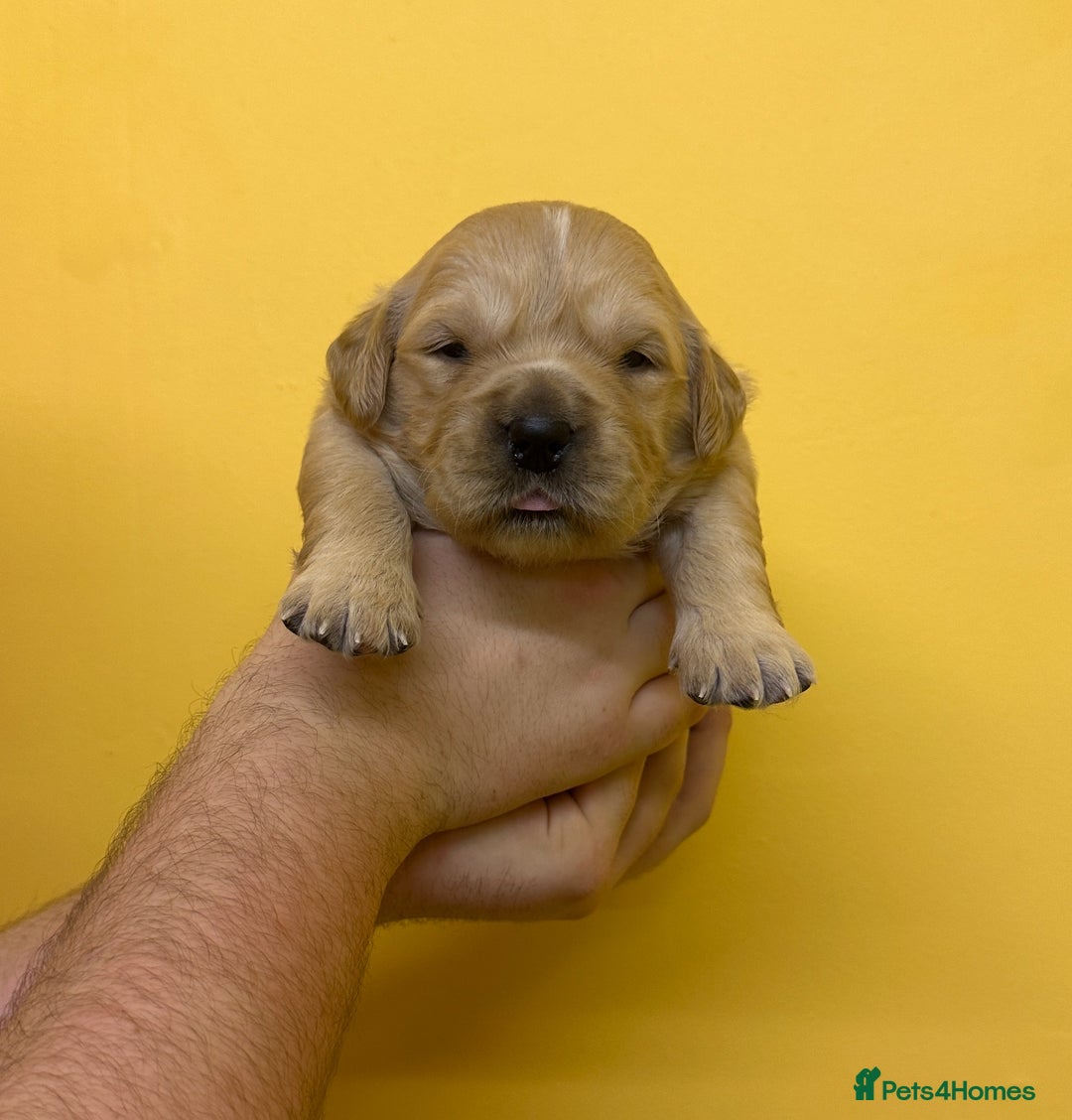 Golden Retriever dogs for sale: Stunning golden retriever puppies for sale  - Advert 37