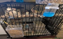 Parakeets birds for sale: Reserved. Four roubino bourke breeding pair - Image 4