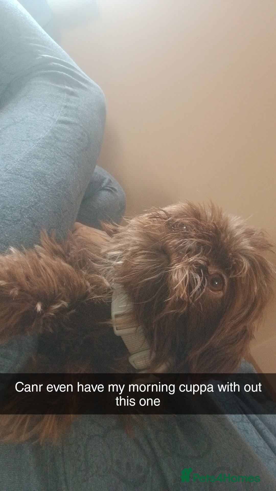 Shih Tzu dogs for sale: 2x 2 year old kc imperial shitzu girls - Image 4