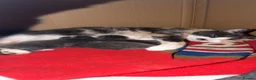 Mixed Breed cats for sale: Kittens  - Advert 8