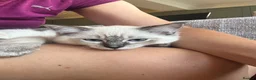 Ragdoll cats for sale: Boy and Girl Ragdoll in Woodford Green - Advert 3