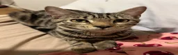 Bengal cats for sale: Bengal kitten & ragdoll cross kitten - Advert 2