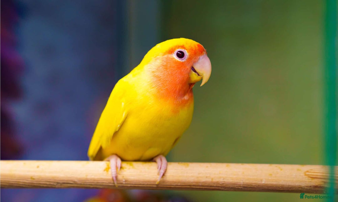 Lovebirds birds for sale: LOVEBIRD - Image 11
