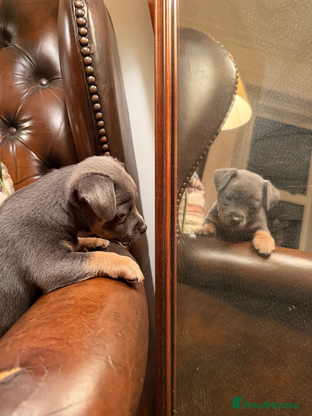 Jack Russell dogs for sale: Stunning blue and blue tri JRT pups - Advert 6