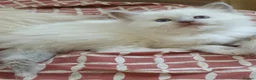 Ragdoll cats for sale: Ragdoll boy (lilac mitted) and girl ready - Advert 13