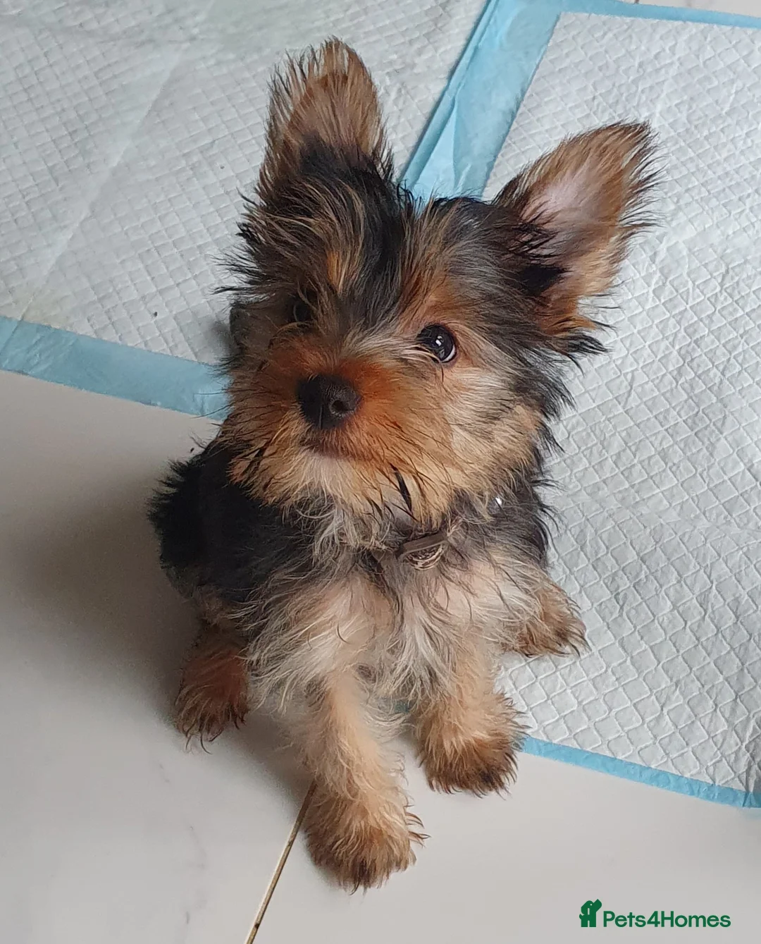 Yorkshire Terrier dogs for sale: Beautiful, pure breed Yorkshire terrier  - Advert 1