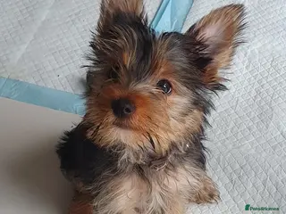 Yorkshire Terrier dogs Beautiful, pure breed Yorkshire terrier - Advert 6