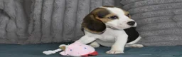Beagle dogs for sale: Beautiful beagle puppies  - Advert 20