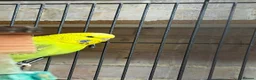 Budgerigars birds for sale: Two Friendly Female Budgies for Sale - Advert 4