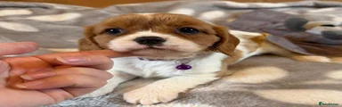 Puppy 5 - Purple collar 