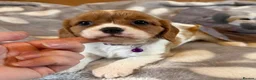 Cavalier King Charles Spaniel dogs for sale: Health tested and KC Registered  - Advert 9