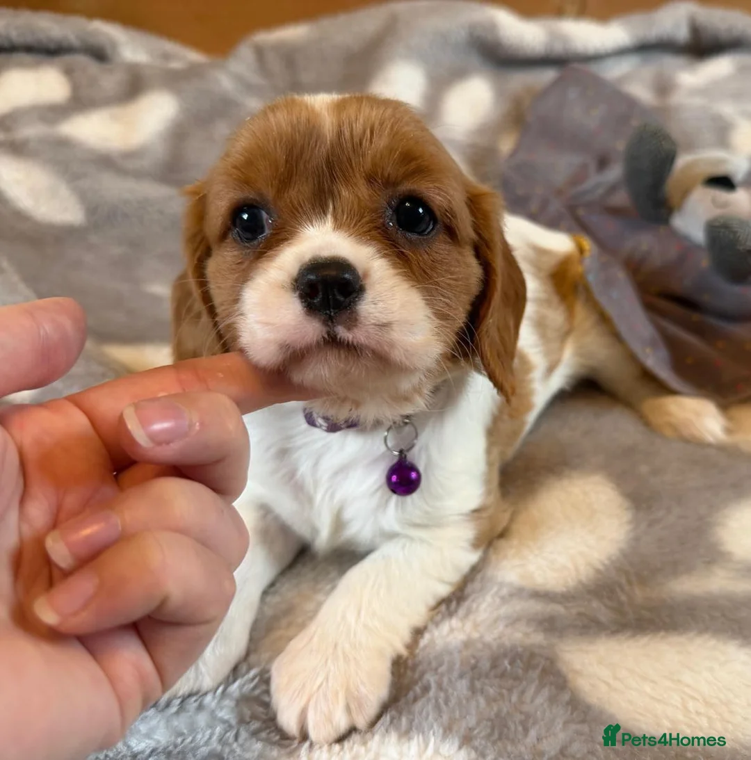 Cavalier King Charles Spaniel dogs for sale: Health tested and KC Registered  - Advert 9