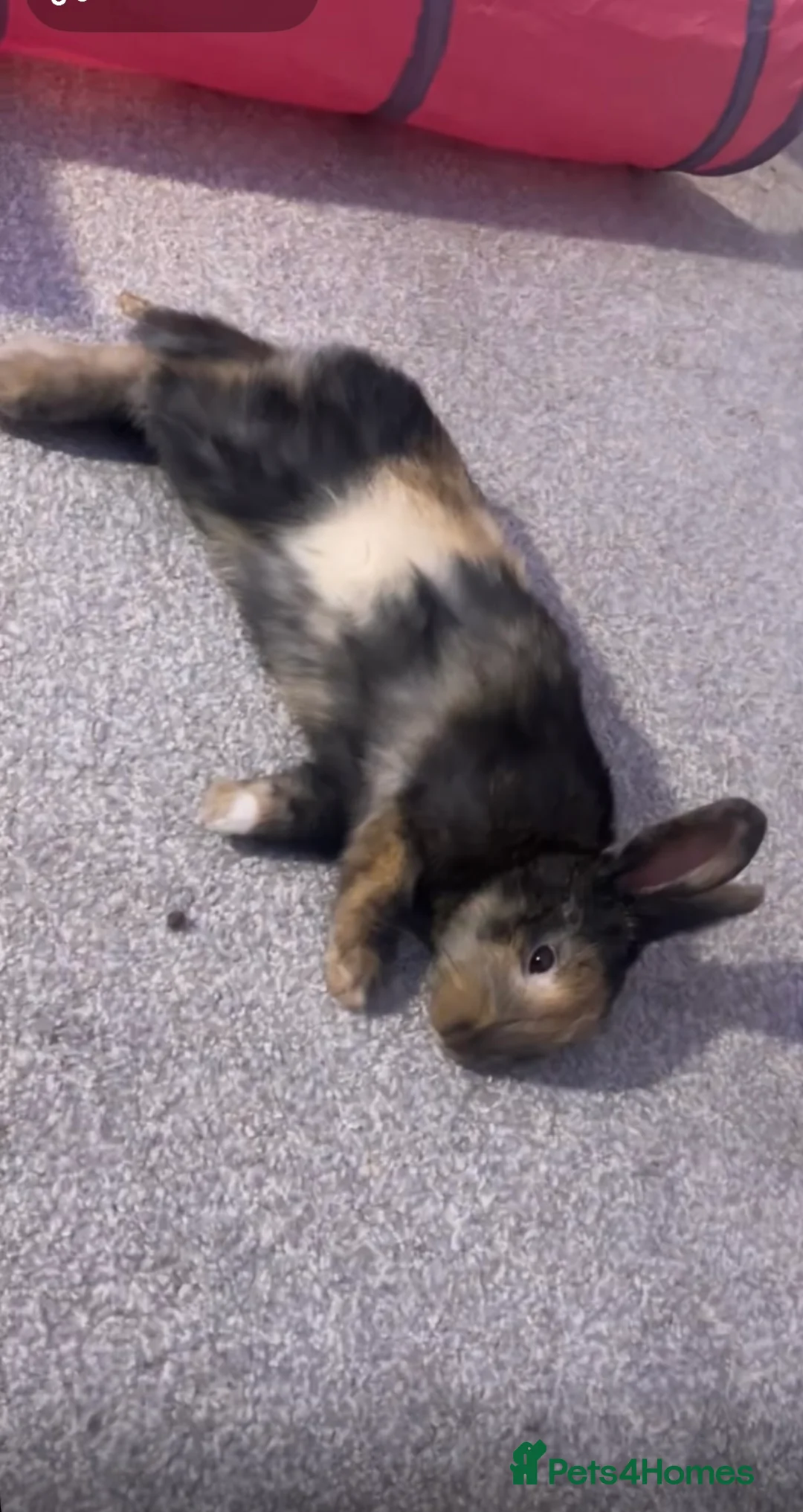 Mixed Breed rabbits for sale: Sweet young male rabbit- experienced owners only - Advert 1