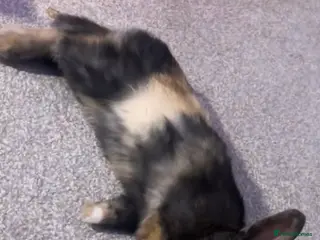 Mixed Breed rabbits Sweet young male rabbit- experienced owners only - Advert 1