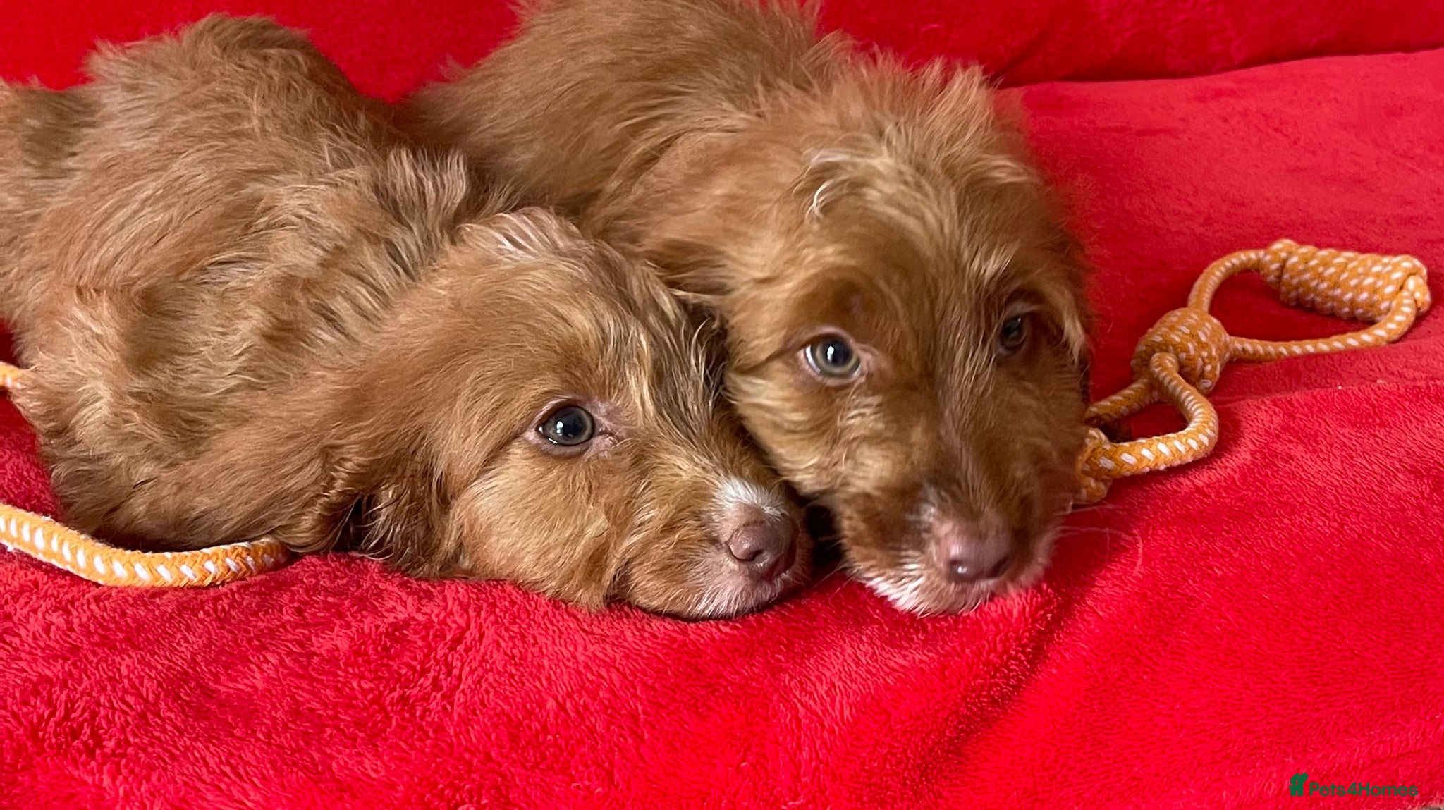 Cockapoo dogs Beautiful F1 cockerpoo pups NOW READY - Advert 2