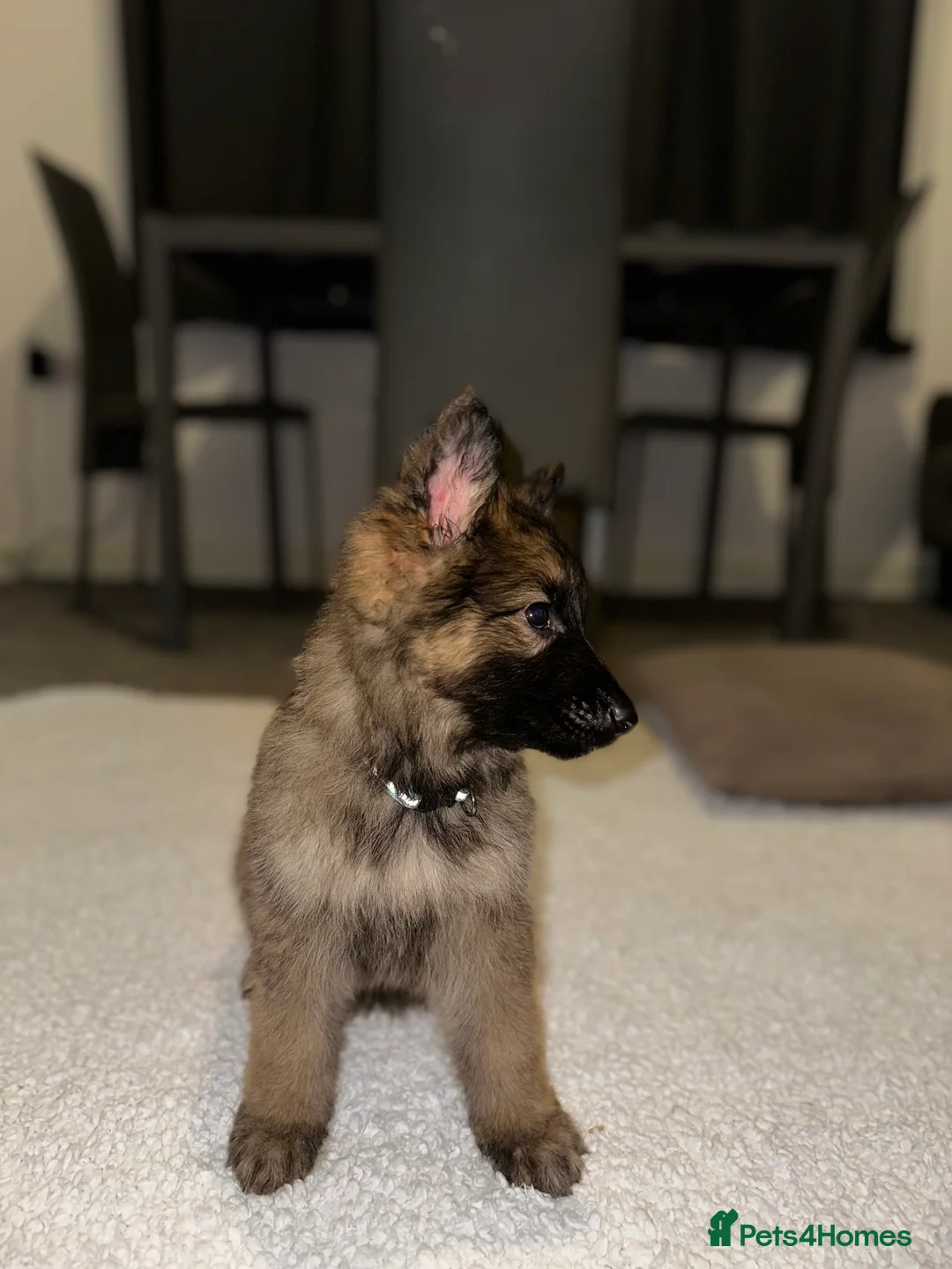 German Shepherd dogs for sale:  Long-Haired German Shepherd Puppies - Advert 11