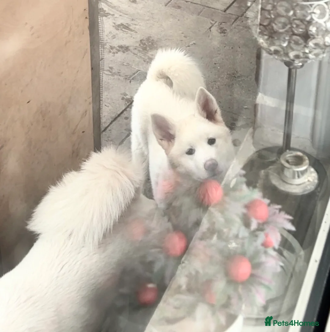 Japanese Akita Inu dogs for sale: Japanese Akita Inu LAST ONE - Advert 2