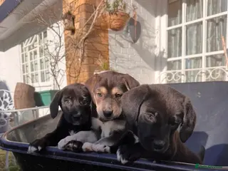 Beagle dogs Beagle x lab ready now - Advert 2