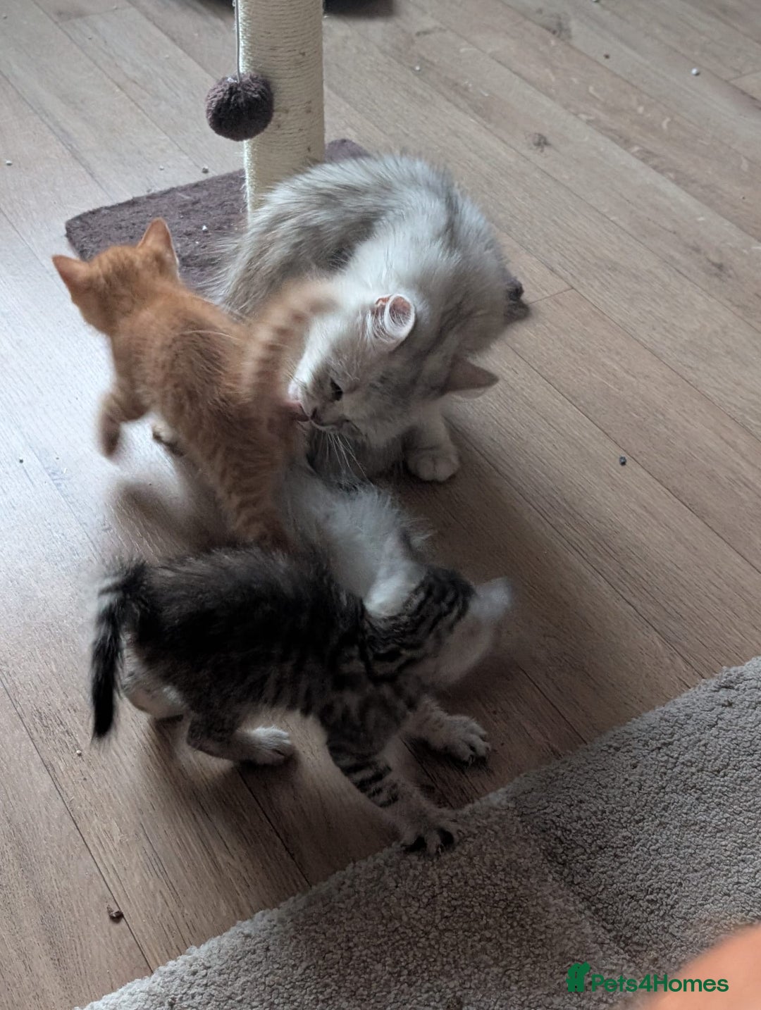 Mixed Breed cats for sale: Beautiful Kittens Available ✨️ in ELY - Image 25