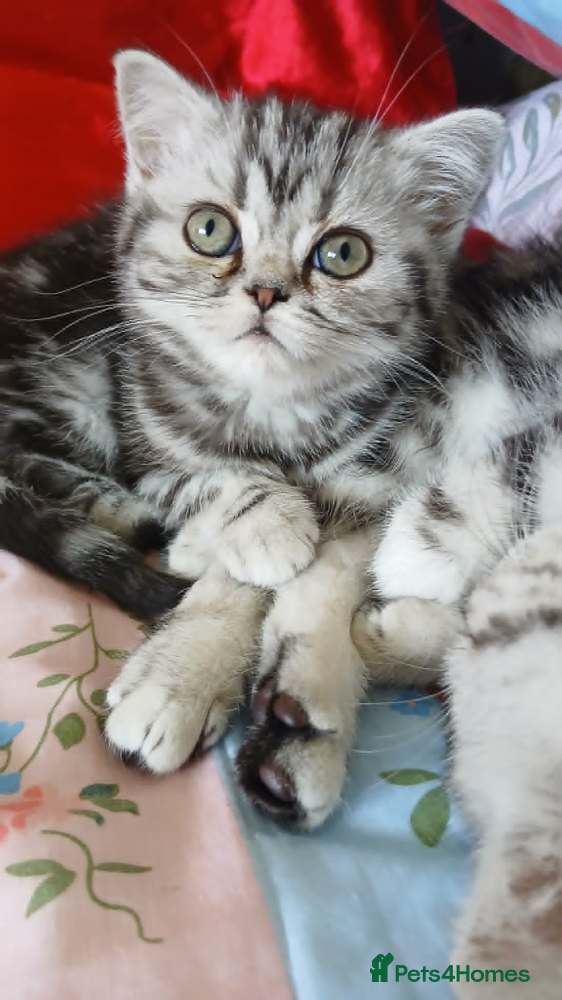 British Shorthair cats Bsh. Tabby kitten girl. - Advert 7