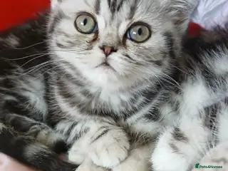 British Shorthair cats Bsh. Tabby kitten girl. - Advert 1