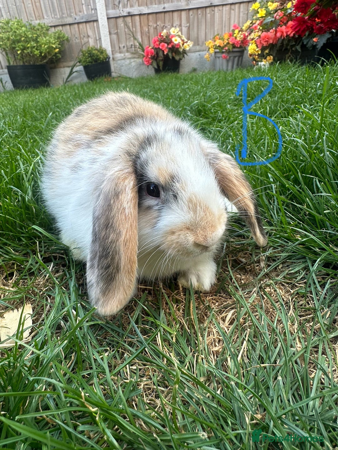Mini Lop rabbits for sale: Mini Lop Rabbits For Sale  - Image 28