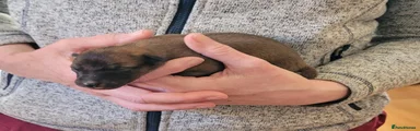 Whippet Puppy 3